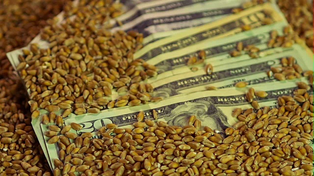 小麦种子落在纸币上，生意兴隆，粮食出口视频下载