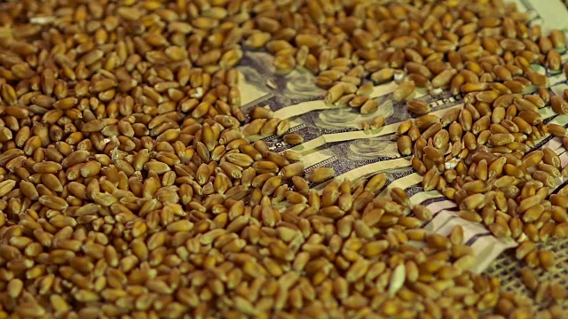 经过加工的小麦谷物落在大量的美元现金上，投资于农业视频下载