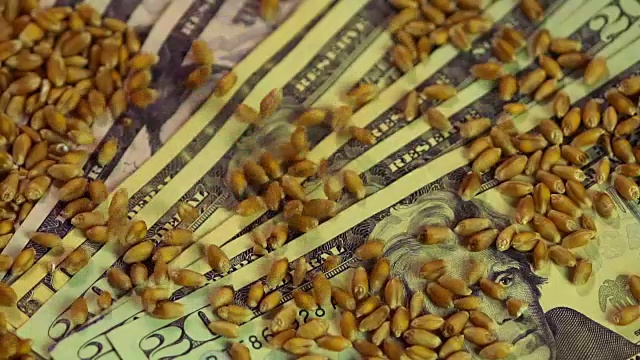 特写小麦谷物跌落美元钞票，农业业务视频下载