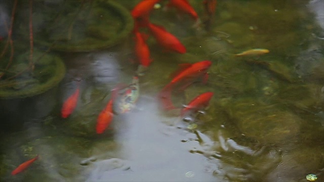 水里的鱼。池塘里一群红色的鱼。近距离视频下载