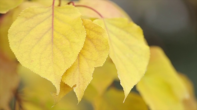枯黄的秋叶落在树枝上。叶子边缘参差不齐。近距离视频下载