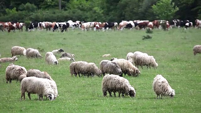 羊和牛在草地上吃草视频下载