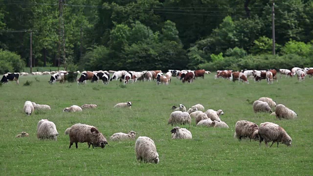 一群羊和牛视频下载