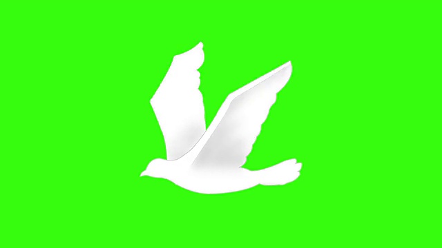 白色的鸟/鸽子在绿色的屏幕上飞翔。视频素材