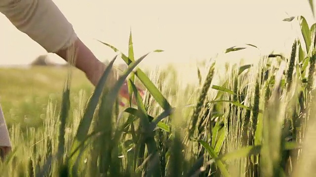 日落时分，一个女人的手在麦田里奔跑视频素材