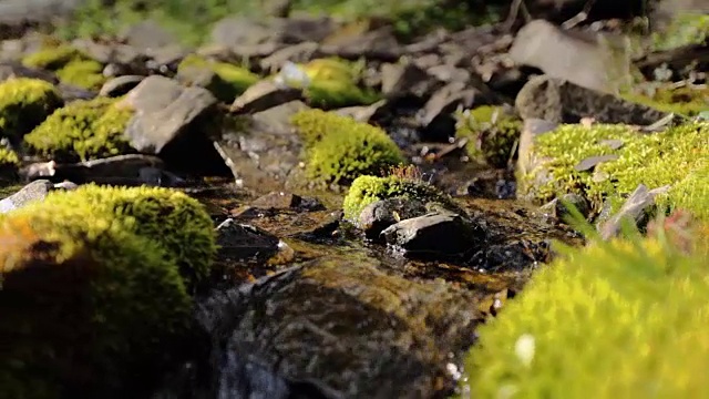 湿苔藓石下小流泉，近观视频下载