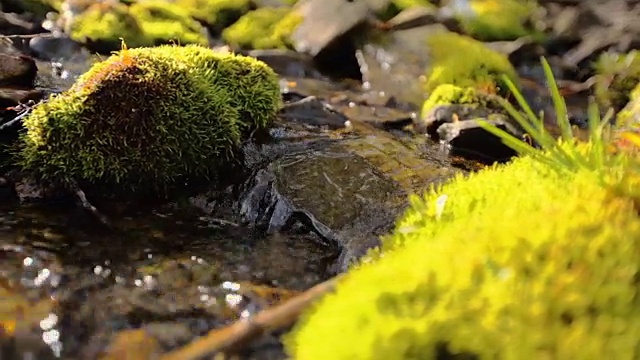 纯净清新的森林溪流在长满苔藓的岩石上流淌，特写视频下载