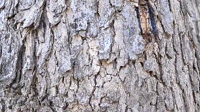 多莉滑块近距离缩放在树皮的树视频素材