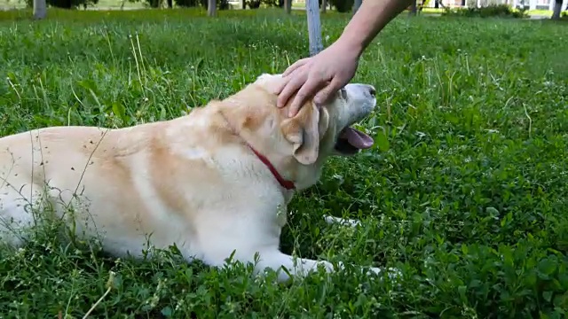 一种拉布拉多猎犬，坐在绿色的草地上，伸出爪子给主人视频素材