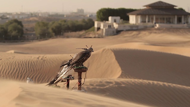 沙漠中的猎鹰，迪拜视频素材