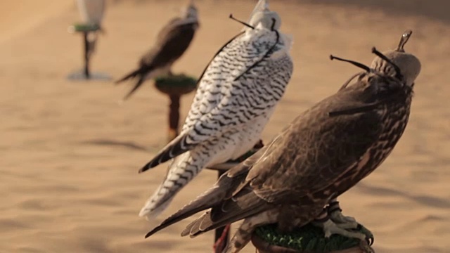 沙漠中的猎鹰，迪拜视频素材