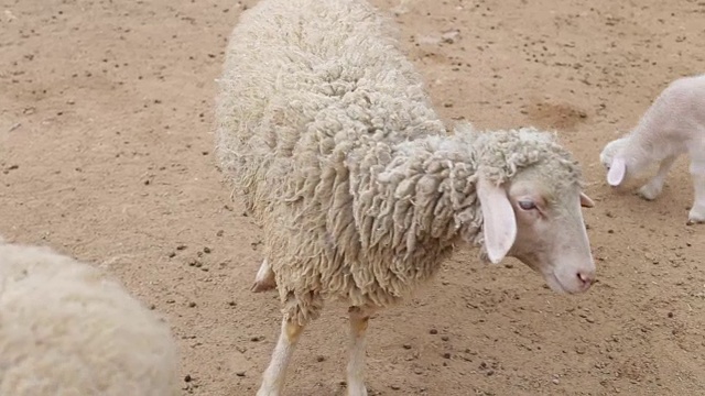 绵羊和羊羔在散步。绵羊农场视频素材