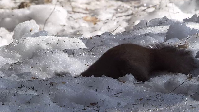 雪地里的北海道松鼠视频素材