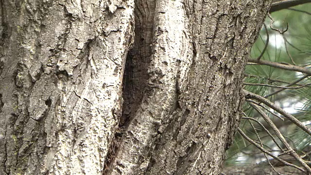 树洞里的松鼠窝视频下载