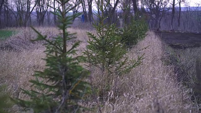 排成一行生长的圣诞树视频素材
