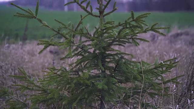 孤独的美丽的树视频素材