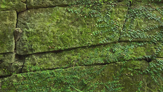 苔藓覆盖的石墙/日本视频下载