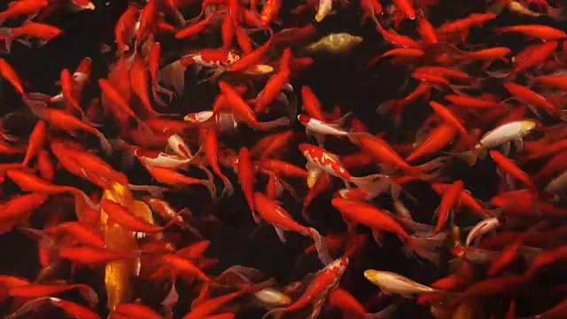 成千上万条游动的金鱼视频下载