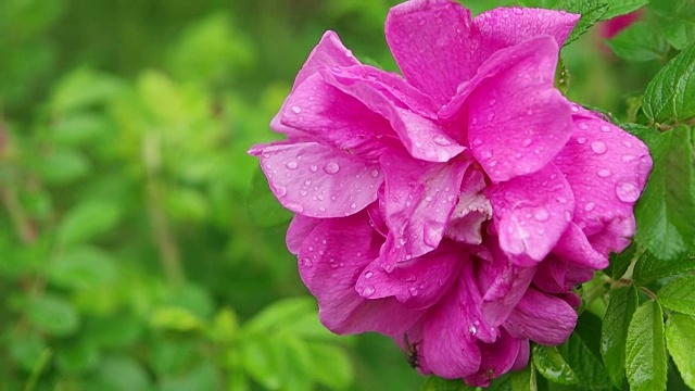 雨后玫瑰花瓣上有水珠视频素材