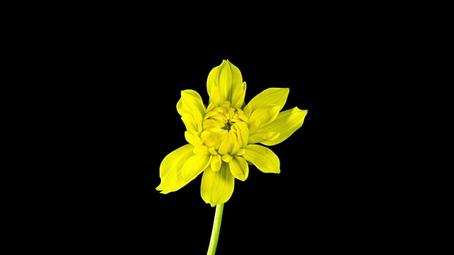 时间流逝-盛开的黄色大丽花与黑色背景视频素材
