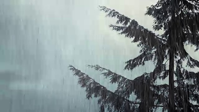 树在风雨中摇摆视频素材