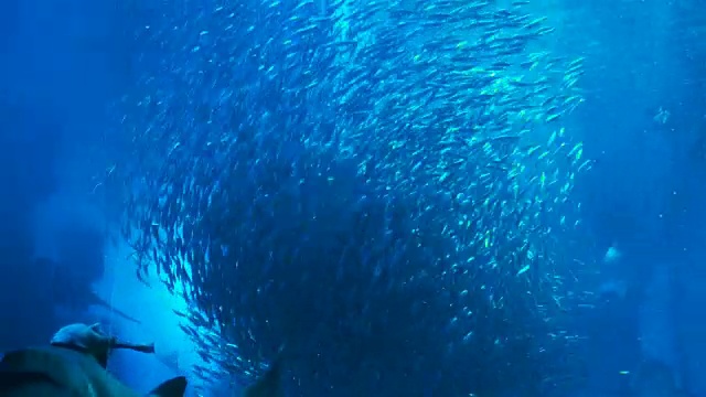 大眼沙丁鱼与潜水员(与鲨鱼和蝠鲼)视频素材