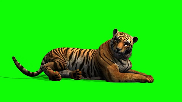 老虎躺着，环顾四周——绿屏视频下载