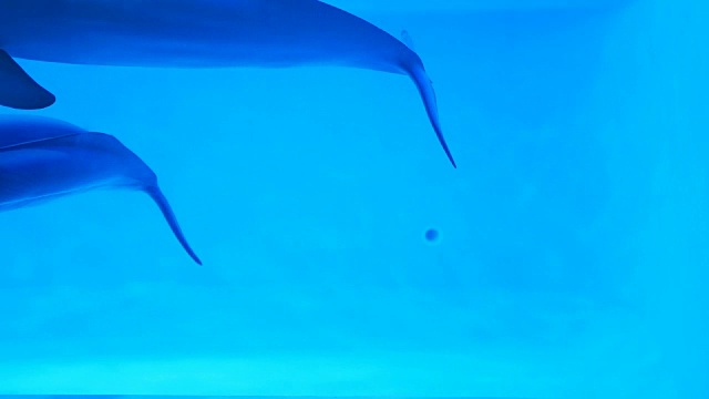 两只海豚在水族馆里有趣地游泳视频下载