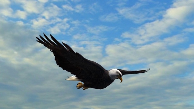 秃鹰在空中飞行-特写视频素材