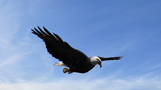 秃鹰在空中飞行-特写视频素材