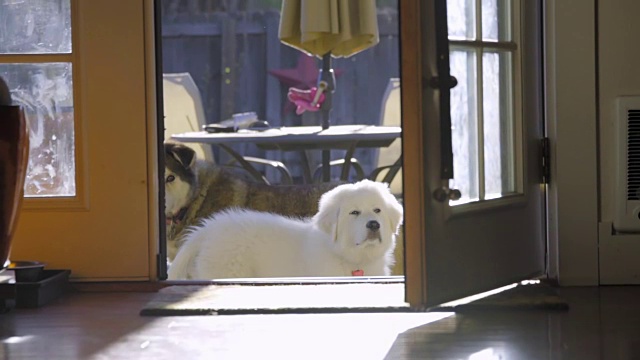 可爱的白毛小狗注意到了照相机视频素材