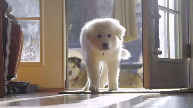 可爱的白毛小狗来到镜头前视频素材