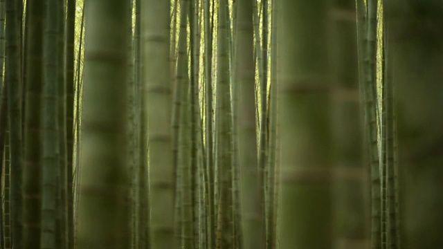 滚动焦点穿过一片竹林视频素材