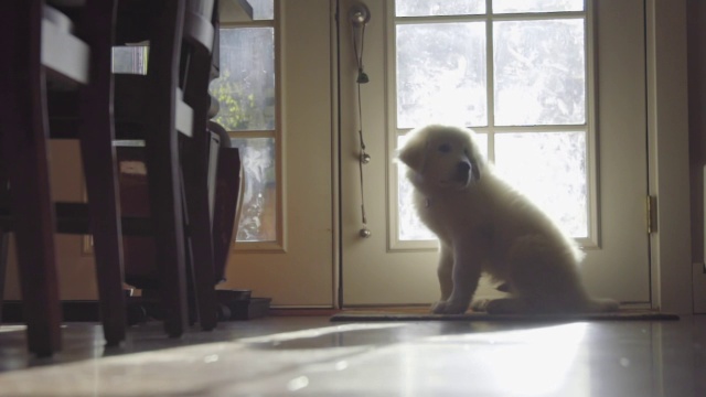 可爱的白毛小狗坐在门口等着视频素材