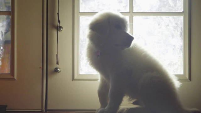 白毛小狗坐在门口等着视频素材