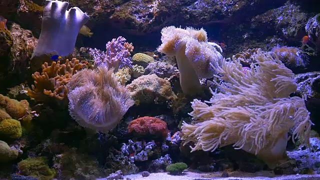 水族馆里摇曳的海葵视频下载