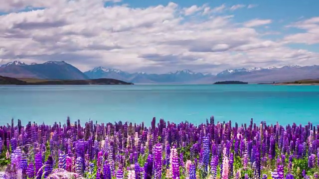 时光流逝-美丽的羽扇花在特卡波湖，新西兰视频下载