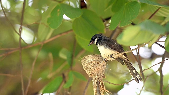 花衣扇尾鸟，大自然的野鸟在巢中喂养它的幼鸟视频下载