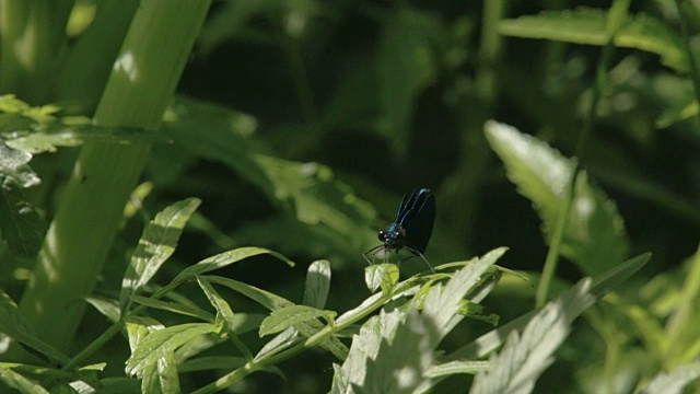 花园里的植物上有一只黑蝴蝶视频下载