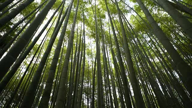 低角度的竹林全景视频素材