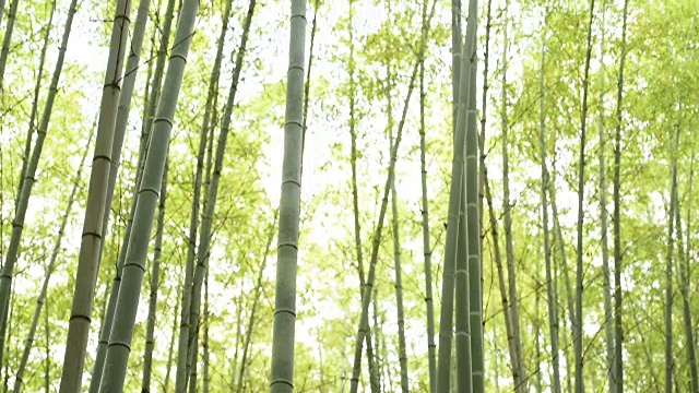 在一片竹林里用摇盘移动视频素材