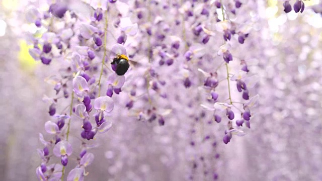 大黄蜂在紫藤隧道里飞来飞去视频下载