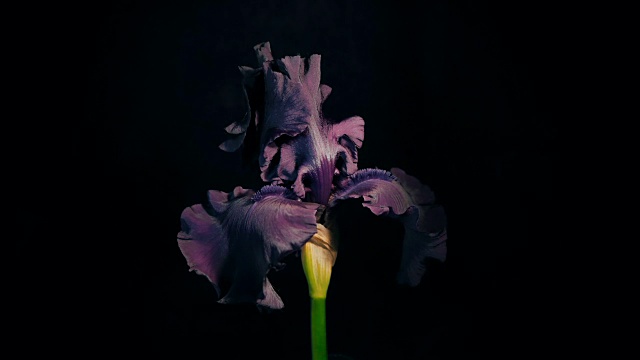 紫罗兰花开花的时间视频素材