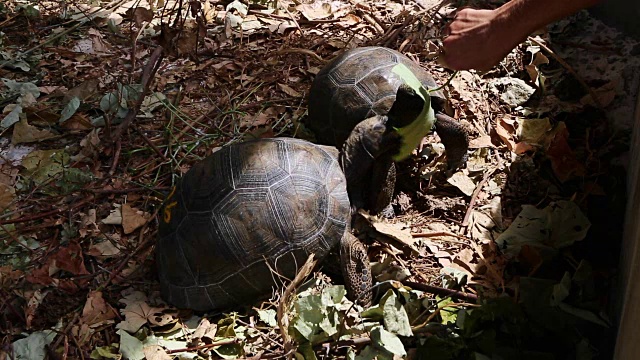 两只4岁大的陆龟在塞舌尔的居里斯岛繁殖站视频下载