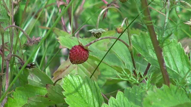 田野里的野草莓视频下载