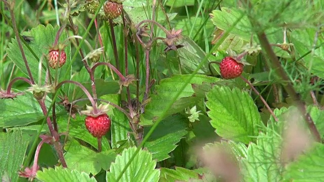 田野里的野草莓视频下载