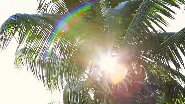 热带绿棕榈树视频下载