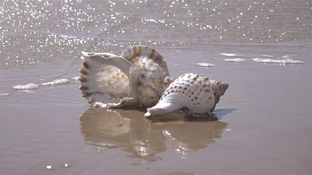 海边贝壳的慢镜头视频下载