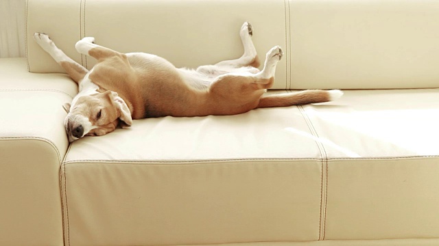一只非常慵懒放松的小猎犬躺在沙发上，眼睛盯着镜头视频素材