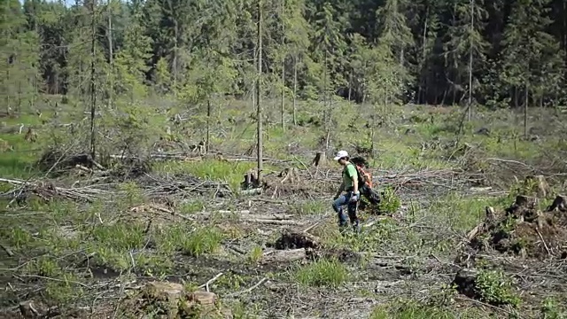 一个背着背包的人走在被砍伐的森林里。许多老树的枯枝视频下载